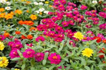 Zinnia flower in the garden