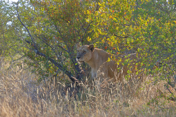 Afrikanischer Löwe / African lion / Panthera leo.