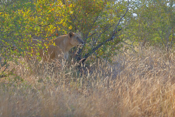 Afrikanischer Löwe / African lion / Panthera leo.