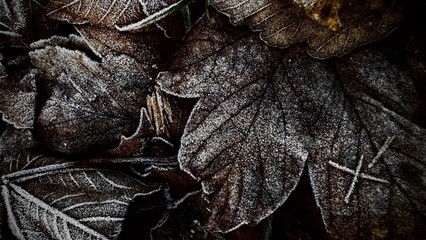 Ladybug posing on a leaf, macro photography. Slow motion: ladybug on pink tulips. Video with insects.