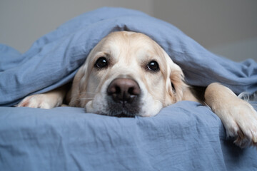 Cute dog lying on a bed in a sleeping room. A golden retriever lies under a warm blanket and looks...