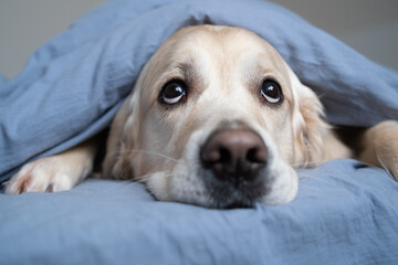 Cute dog lying on a bed in a sleeping room. A golden retriever lies under a warm blanket and looks...