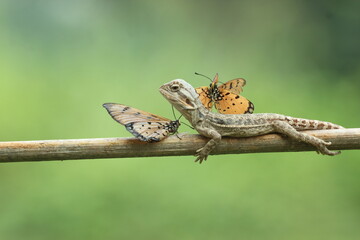 butterfly, bearded dragon, the story of the friendship between butterfly and bearded dragon
