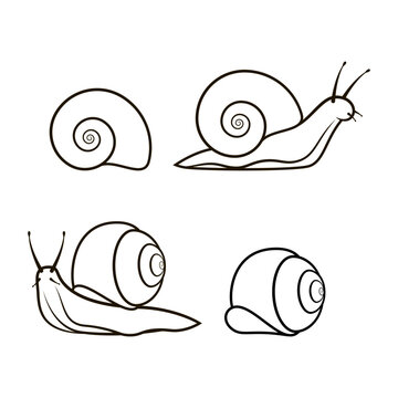Snail line art vector isolated on white background. Snail icon vector.