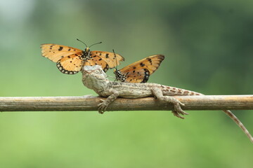 bearded dragon, butterfly, a bearded dragon, and two butterflies sitting on its body