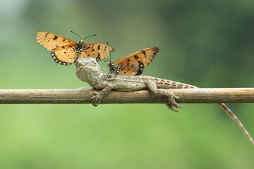bearded dragon, butterfly, a bearded dragon, and two butterflies sitting on its body
