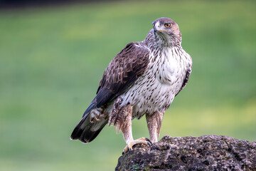 Beautiful portrait of a Bonelli's eagle perched on a rock looking laterally to the left with a blurred green background in the Sierra Morena, Andalucia, Spain. Europe