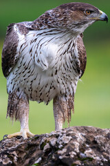 Beautiful vertical close-up portrait of a Bonelli's eagle looking sideways perched on a rock and...