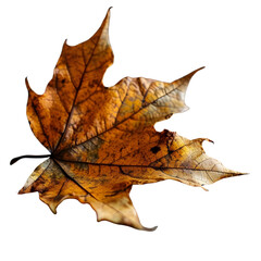 Autumn dried leaf on a Mable leaf