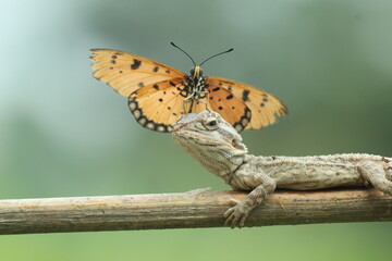 butterfly, bearded dragon, the story of the friendship between butterfly and bearded dragon
