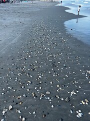 Beach Riddled with Seashells