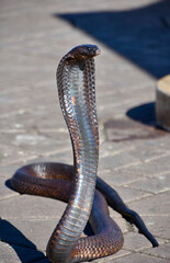 King Cobra Upright with Hood Open, Front Portrait, Marrakech, Morocco