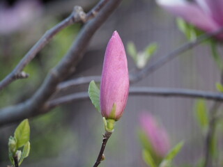 モクレン　紫木蓮　つぼみ