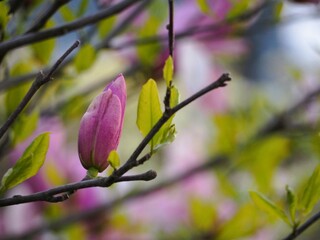 モクレン　紫木蓮　つぼみ
