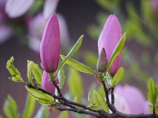 モクレン　紫木蓮　つぼみ