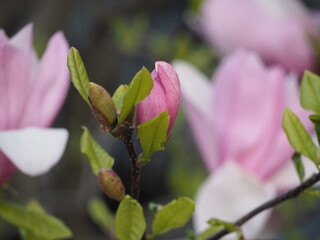 モクレン　紫木蓮