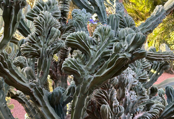 Red Torch Cactus (Echinopsis Huascha) with No Flowers in Botanical Garden