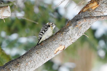 木に止まるコゲラ