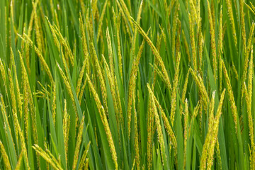 Fototapeta na wymiar Closeup yellow paddy rice field with rice Flower. Rice field on rice paddy green