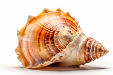 Obraz premium Seashell_isolated_on_white_background_cutout
