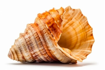 Obraz premium Seashell_isolated_on_white_background_cutout