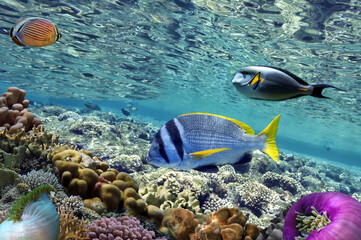 Beautiful tropical coral reef with shoal or red coral fish, Red Sea - 726330116