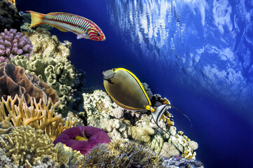 Beautiful tropical coral reef with shoal or red coral fish, Red Sea - 726330148