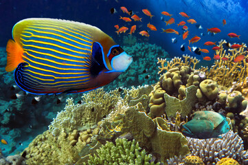 Photo of a tropical Fish on a coral reef - 726330183