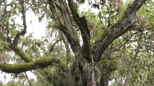 A wide tilting shot of an old African Redwood tree in the forest with moss and fern growing on it
