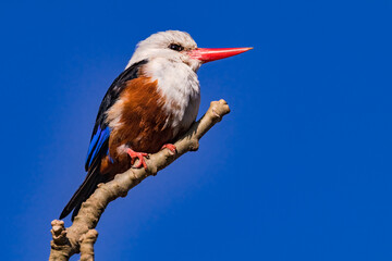 A striking kingfisher in the wild captured on the African islands of Cape Verde