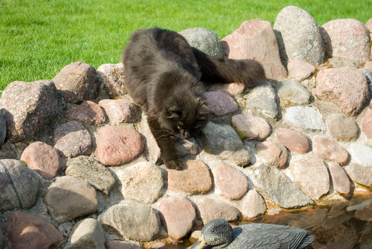 Black cat climbing into the pool