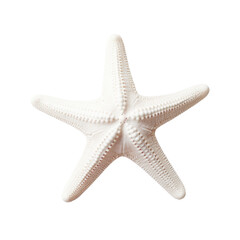 white starfish on transparent background