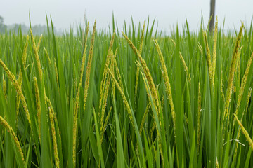 the green paddy plant picture under the golden sunlight at the village in Bangladesh