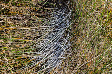 beautiful frost on the grass forms a very attractive pattern