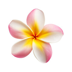 Fototapeta na wymiar frangipani flower isolated on transparent background Remove png, Clipping Path, pen tool, white