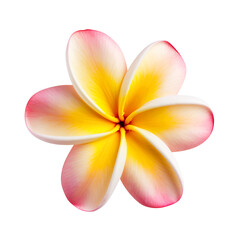 frangipani flower isolated on transparent background Remove png, Clipping Path, pen tool, white