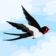 Wildlife swallow. Isolated flying swallows bird