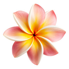 frangipani flower isolated on transparent background Remove png, Clipping Path, pen tool, white
