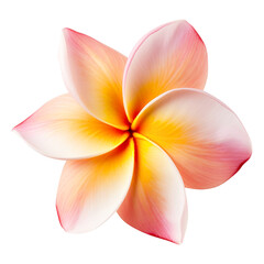 frangipani flower isolated on transparent background Remove png, Clipping Path, pen tool, white