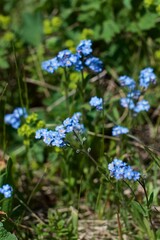 Close up photo of a blue forget-me-not flowers in the green grass