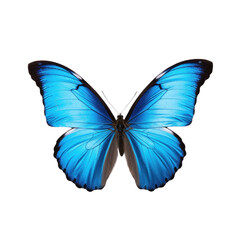 Obraz premium blue butterfly on transparent background