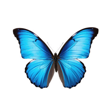 blue butterfly on transparent background
