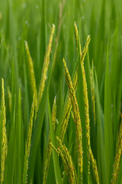 the green paddy plant picture under the golden sunlight at the village in Bangladesh