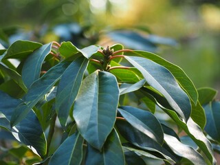 Obraz premium 常緑樹 エゾユズリハ