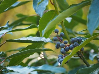 常緑樹　エゾユズリハの実