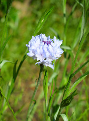Centaurea cyanus, commonly known as cornflower or bachelor's button.