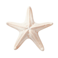 white starfish on transparent background