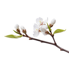 branch of a white bud on transparent background