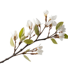branch of a white bud on transparent background