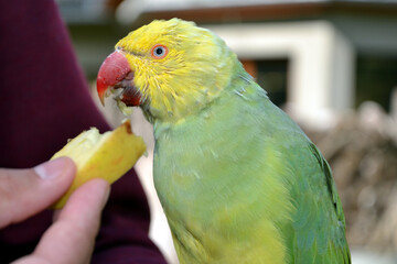 The olive-headed lorikeet (Trichoglossus euteles), also called the perfect lorikeet. Parrot is eating a slice of apple from human hand